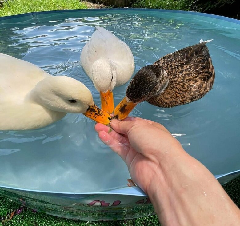 くちばしを合わせる