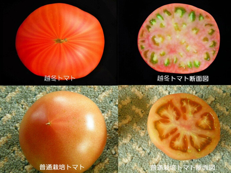 上段が「霜降り」のトマト