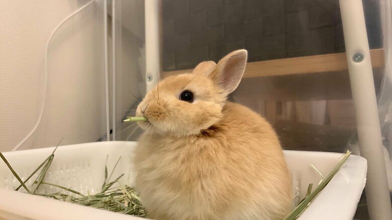 提供：げんまいとうるちさん