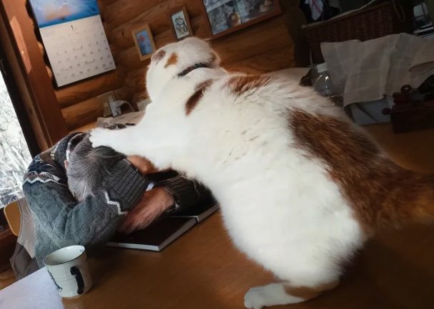 こうなるのか…（提供：MARCOさん）