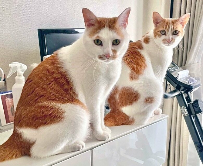 左：ちゃろくん　右：るるちゃん