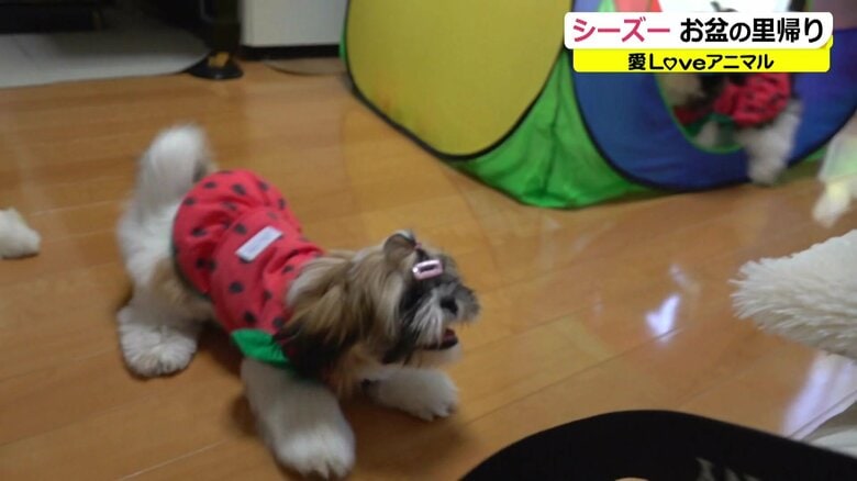 先輩シーズーともすぐ打ち解けた「みい」ちゃん