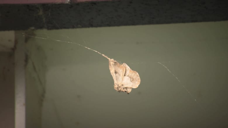 クモの巣に捕まっているクスサン