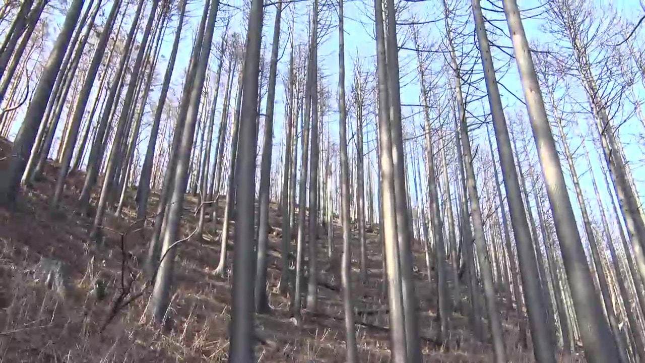 平成以降最大3370ha焼失、大船渡の山林で続く倒木危険と復旧停滞　森林再生へ現場で見えた課題　岩手・大船渡市山林火災から1年