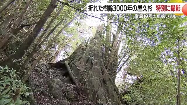 世界自然遺産　屋久島　屋久杉敷台　稀少品　銘木屋久杉 屋久島 - 日本の世界遺産