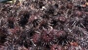 ウニが海藻食べ尽くす「磯焼け」“海の砂漠化”防ごうと250人で780kg超回収も食用には適さず肥料に
