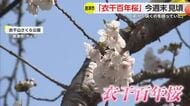 唐津の巨大一本桜が今年も開花 桜まつりも多くの人で賑わう【佐賀県】