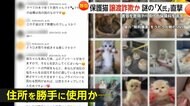 【独自】「子猫を無償譲渡」偽りエサ代と保険料3万円請求するX氏直撃「あなたは礼儀がなく、とても不快です」…勝手に住所使われた無関係の団体「迷惑しています」