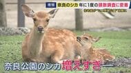 増え続ける奈良公園のシカは過去最多「1687頭」と判明　愛護会「ピーク打った」も…　公園出て各地に現れる「“ミニ奈良公園”のシカ」は「今後の調査研究課題」と述べるにとどめる