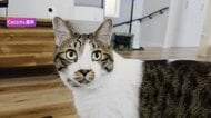 “ヘヴィメタル”がつなぐ支援の輪　フェスに込めた猫への思い