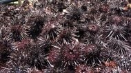ウニが海藻食べ尽くす「磯焼け」“海の砂漠化”防ごうと250人で780kg超回収も食用には適さず肥料に