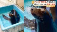 動物園のアシカが溺死　原因は熱中症による意識障害か　園は地下水の活用や監視カメラ設置を検討　高知「のいち動物公園」