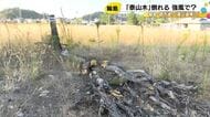 一時「震災遺構に」とも…輪島朝市通りの火災で焼け残った泰山木倒れる 花つけず枯れてしまったとの声も