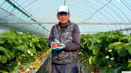 イチゴ栽培やカキ養殖で「黄綬褒章」受章 時には困難も…受章した生産者たちの仕事にかける思い
