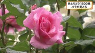 1500株のバラが色とりどりに　滋賀・彦根市のバラ園が見ごろ