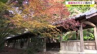 五百羅漢や回廊と一緒に 小城市の星巌寺の紅葉色付く【佐賀県】