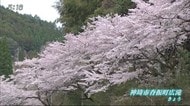 城原川沿い彩る 神埼市脊振町のサクラが見頃【佐賀県】