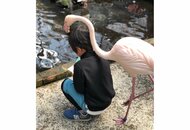 「何をしているの?」男の子を頭上から覗き見するフラミンゴがなれなれしい…よくあること?生態を聞いた