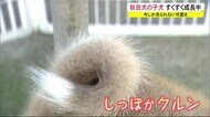 今しか見られない可愛らしさ! 秋田犬の子犬すくすく成長中 秋田・能代市