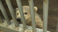 ホッキョクグマとゴマフアザラシの赤ちゃん 元気に成長中! 秋田・男鹿市