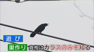 困った…イタズラ好きなカラスの狙いは車!?　ワイパーが布で巻かれた“異様な光景”【福岡発】