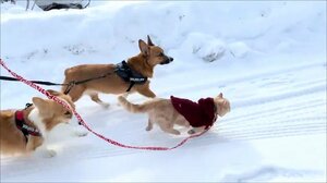 犬2匹より速い! 雪道の散歩で“爆走する猫”が話題…猫なのに雪が好きなの?飼い主に聞いた