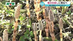 春の日差し浴びてすくすくと 「つくし」
