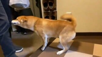 しっぽ取れちゃうよ 家族の帰りを全身で歓迎する柴犬が可愛い 何があったの 飼い主に聞いた