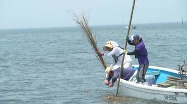 2500本のササと竹で目指す「宝の海」再生 “一石三鳥”の取り組みに期待高まる【佐賀発】