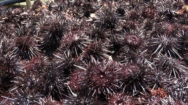 ウニが海藻食べ尽くす「磯焼け」“海の砂漠化”防ごうと250人で780kg超回収も食用には適…