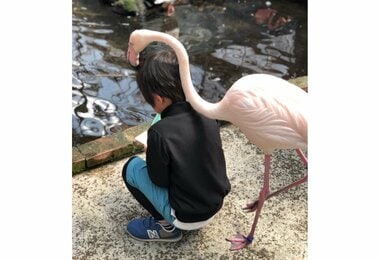 「何をしているの?」男の子を頭上から覗き見するフラミンゴがなれなれしい…よくあること?生態を聞いた