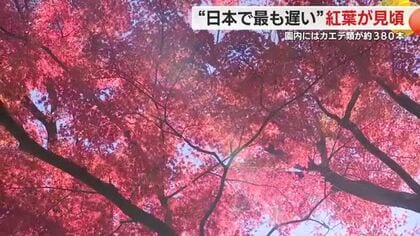 熱海梅園の”日本で最も遅い”紅葉が見頃に　イロハモミジなどカエデ類が約380本