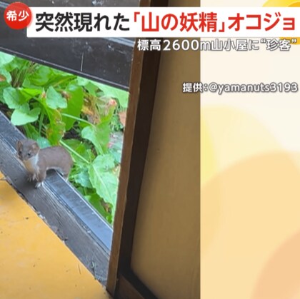 【山の妖精】標高2600メートル！山小屋に準絶滅危惧種のオコジョが現れる…好奇心で小屋に来訪か　静岡市・千枚小屋