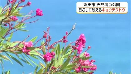 夏の日差しに映える「キョウチクトウ」浜田市の石見海浜公園で見頃（島根）