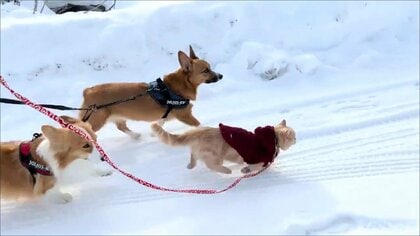 犬2匹より速い! 雪道の散歩で“爆走する猫”が話題…猫なのに雪が好きなの？飼い主に聞いた