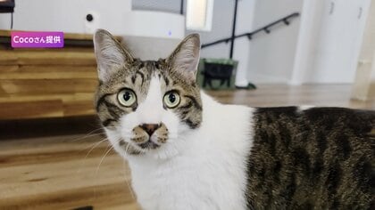 “ヘヴィメタル”がつなぐ支援の輪　フェスに込めた猫への思い