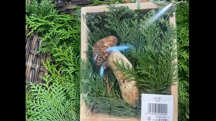 １本４万３２００円で販売　岡山市のデパート「天満屋岡山店」に県内産のマツタケ初入荷【岡山】