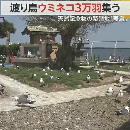 「こんなに数いるのは初めて」島を埋め尽くす“約3万羽”のウミネコ　天然記念物「蕪島」で産卵がピーク　青森・八戸市