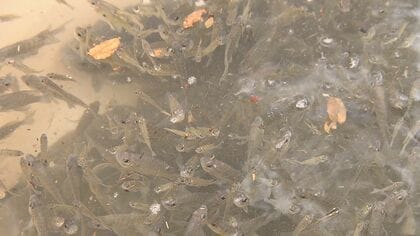 別の外来種が“大繁殖”…「池の水全部抜く作戦」で大量のブルーギル等駆除された池 2年経ったらこうなった