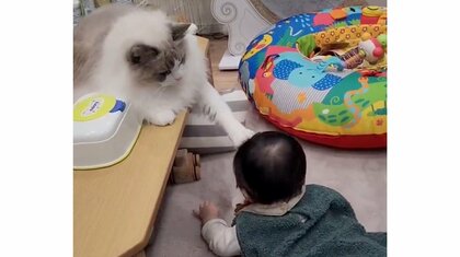 「これ以上は危にゃい！」近づく赤ちゃんを前脚でピタッと止める猫が優しい…普段の“見守り”ぶりを飼い主に聞いた