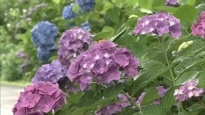 例年に比べて長く楽しめそう…真庭市の寺で３０００株のアジサイの花見頃【岡山】
