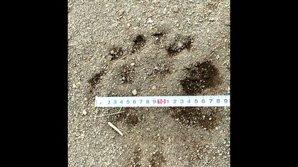 【2日連続でクマ目撃】民家すぐ近くに出没―公園には足跡くっきり 突然道路に飛び出し急ブレーキ 小学校には保護者が迎えに「住宅街にまさか出るとは」 この時期は“繁殖期”で注意が必要