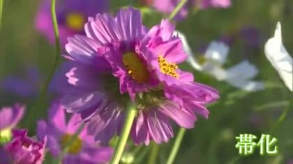 八重咲になったり１つの茎から複数のつぼみが出る　倉敷市で珍しい「帯化」のコスモス発見【岡山】