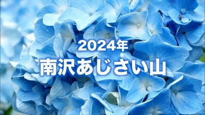 【絶景】約1万5000株のあじさいが咲き誇る“南沢あじさい山”　年間1万人訪れる観光名所に　次世代に受け継がれる“物語”