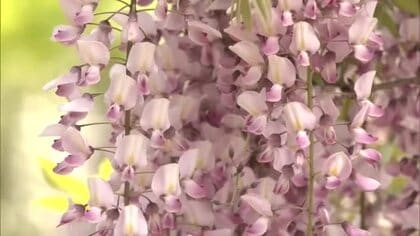 大館市「十ノ瀬　藤の郷」、フジの花が見頃　大雪被害乗り越え鮮やかに咲き誇る　5月24日まで開園　秋田