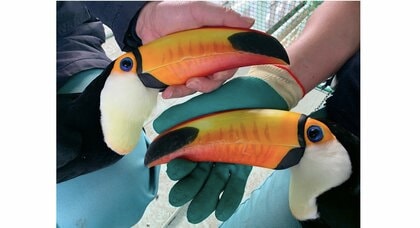 “つがい”のオニオオハシのはずが実は「2羽とも雌」だった!? 飼育9年目で判明したきっかけを聞いた