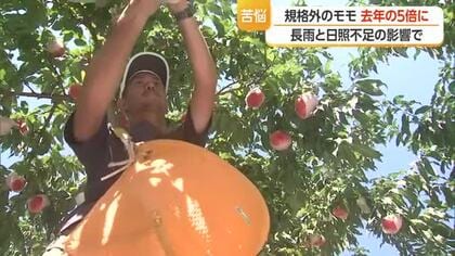 県産モモが長雨で…「規格外のモモ」が2025年の5倍・生産者苦悩　山形・天童市