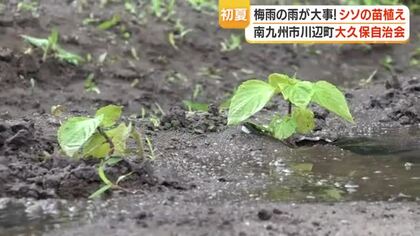 南九州市・川辺町「シソ苗植え」地元住民が参加　秋収穫は9月下旬予定