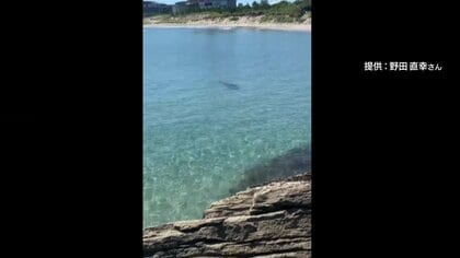 マグロやサメが相次ぎ出現　なぜ浅瀬に？「イルカは見たことあるけど…」海の環境にある変化【鳥取発】