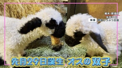 白黒のモフモフがかわいすぎ！ “世界一かわいい羊”の双子の赤ちゃん